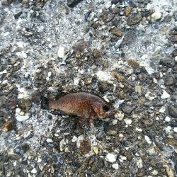 太いフロロは動きが悪い