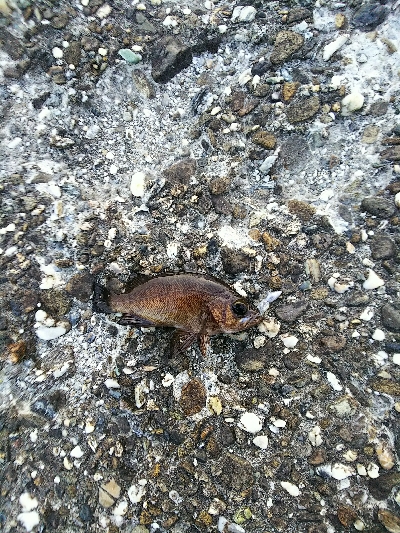 太いフロロは動きが悪い