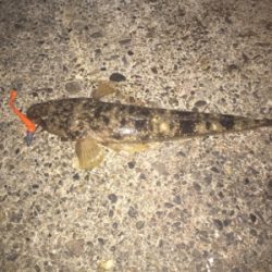 ナイトフラット