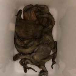 オクトパッシング