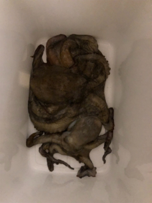 オクトパッシング