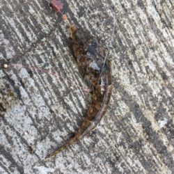 和歌山遠征 岬町でちょい投げ