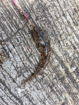 和歌山遠征 岬町でちょい投げ