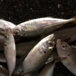 豆アジング開幕