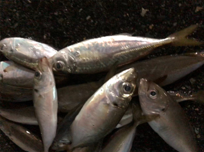 豆アジング開幕