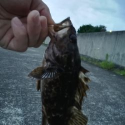 ロックフィッシュゲーム