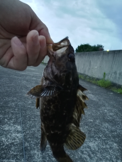 ロックフィッシュゲーム