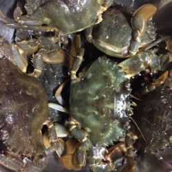 深夜のカニ釣り