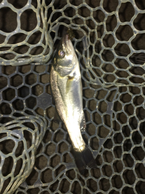 淀川ブリームゲーム 潮の流れを読む