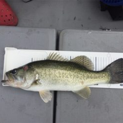 琵琶湖 大橋マリーナ発