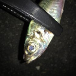 たまらずアジング