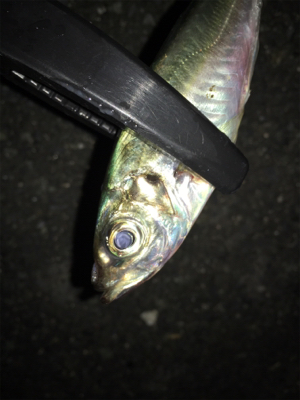 たまらずアジング