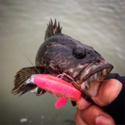 期待と裏腹に根魚のみ