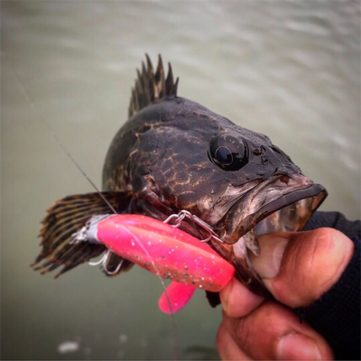 期待と裏腹に根魚のみ