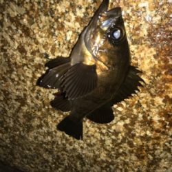 思ってたより濁ってない?