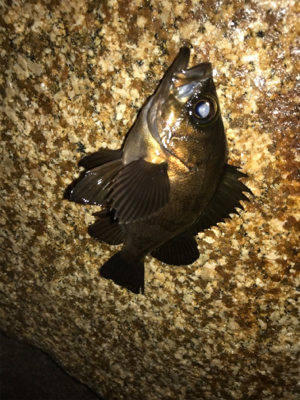 思ってたより濁ってない?