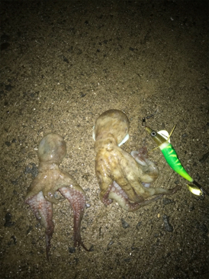 やっと、始まったかな？