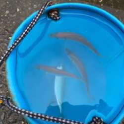 虹を眺めながらのサビキ♪