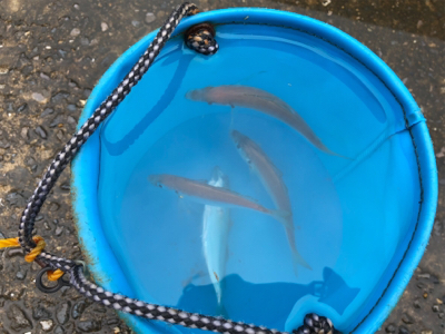 虹を眺めながらのサビキ♪