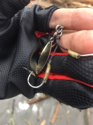 今シーズン初!のソゲ(-。-;