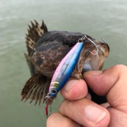 ライトロックフィッシュ(笑)