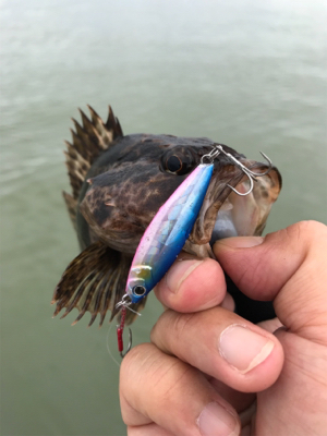 ライトロックフィッシュ（笑）