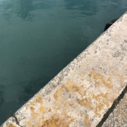 1週間ぶりのアジング