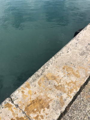 1週間ぶりのアジング