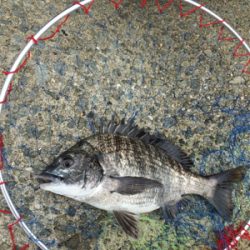 豪雨の後なので濁りがすごい‼️