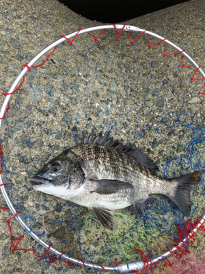 豪雨の後なので濁りがすごい‼️