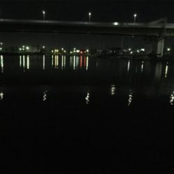 やっと鯵きた〜！