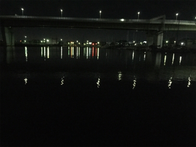 やっと鯵きた〜！