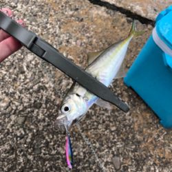 アジング再挑戦