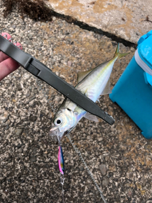 アジング再挑戦