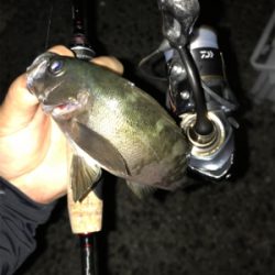 アジングメインケンサキチョーサ(釣行 其の弐拾八)