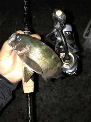 アジングメインケンサキチョーサ(釣行 其の…