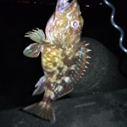 今夜もタケノコメバル