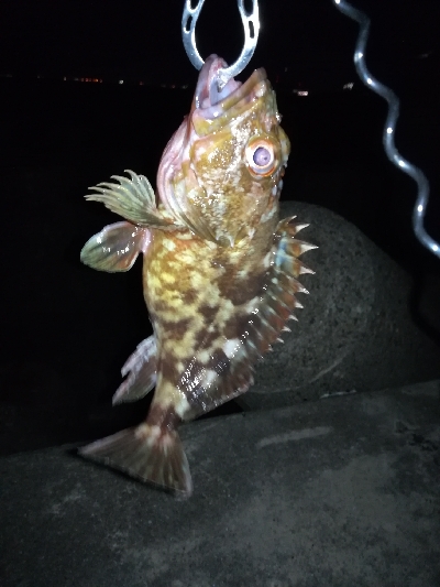 今夜もタケノコメバル