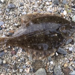 チョイ投げでホウボウ