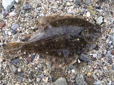 チョイ投げでホウボウ