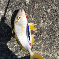 ライトショアジギング