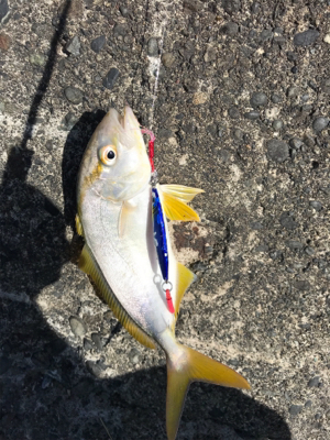 ライトショアジギング