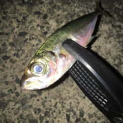 ナイトアジング