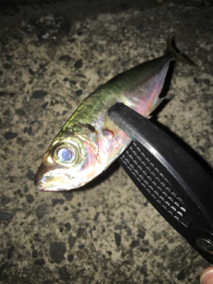 ナイトアジング