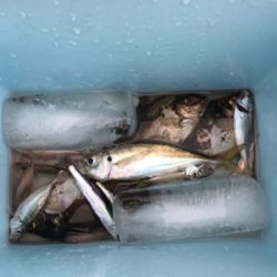 五目釣りしました