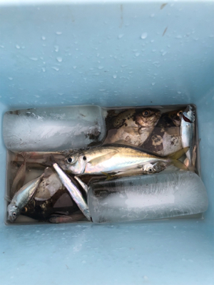 五目釣りしました