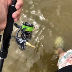 短時間シーバス釣行