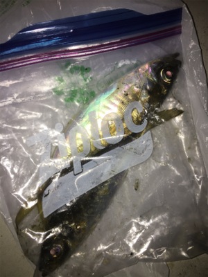 久々の仕事帰りのアジング