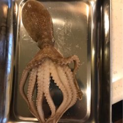 投げでマダイねらい