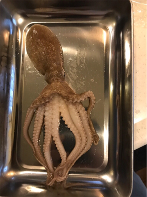 投げでマダイねらい